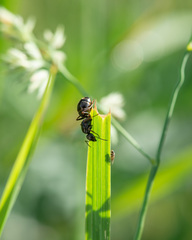 Formica fusca