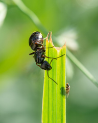 Formica fusca