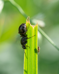 Formica fusca