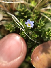 Gentiana prostrata