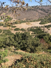 Quercus agrifolia agrifolia