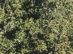 Quercus agrifolia agrifolia