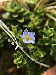 Gentiana prostrata