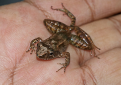 Mantidactylus