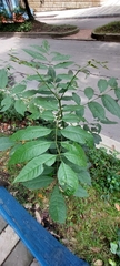 Fraxinus uhdei