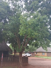 Combretum erythrophyllum