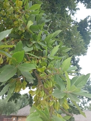 Combretum erythrophyllum