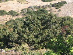 Quercus agrifolia agrifolia