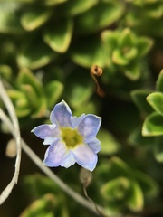 Gentiana prostrata