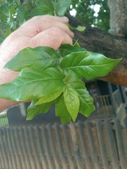 Combretum erythrophyllum