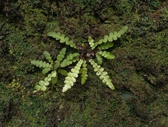 Blechnum blechnoides