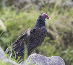 Cathartes aura image