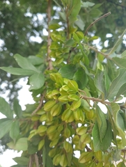 Combretum erythrophyllum