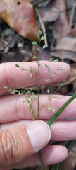 Poa annua