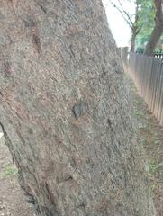 Combretum erythrophyllum