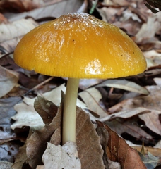 Hymenopellis sinapicolor