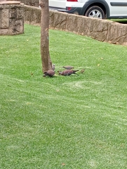 Columba guinea