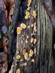 Fungi