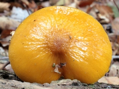 Hymenopellis sinapicolor