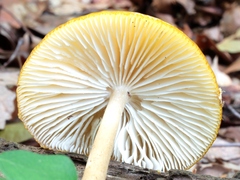 Hymenopellis sinapicolor