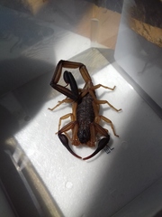 Centruroides chiapanensis