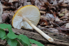 Hymenopellis sinapicolor