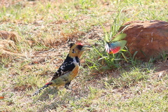 Trachyphonus vaillantii