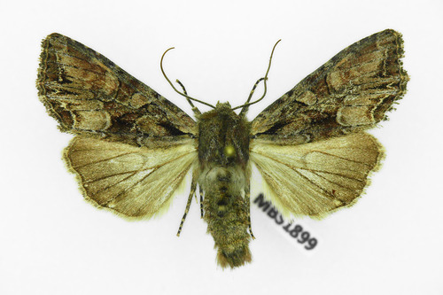 Pale-shouldered Brocade