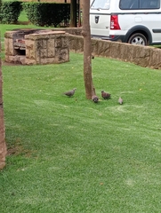 Streptopelia semitorquata