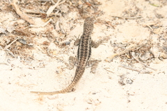 Microlophus barringtonensis