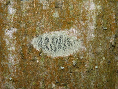 Lecidella