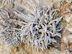 Roccella phycopsis