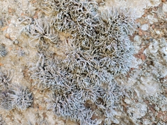 Roccella phycopsis