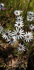 Dimorphotheca pluvialis