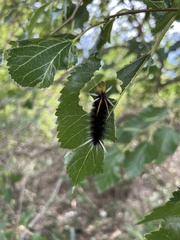 Halysidota ruscheweyhi