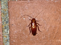 Periplaneta brunnea