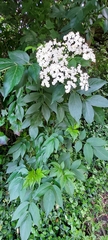 Sambucus nigra