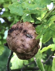 Rhabdomiris striatellus