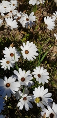 Dimorphotheca pluvialis