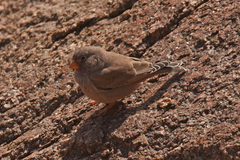 Bucanetes githagineus