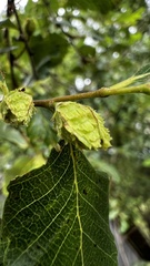 Nothofagus obliqua
