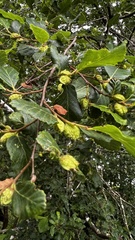 Nothofagus obliqua