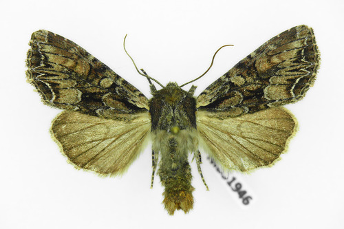 Pale-shouldered Brocade
