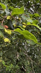 Nothofagus obliqua
