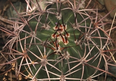 Melocactus curvispinus