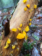 Dacrymyces capitatus