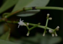Psychotria dallachiana