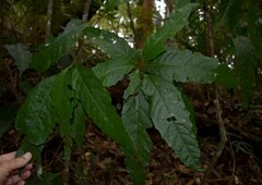 Macaranga subdentata