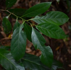 Cryptocarya vulgaris