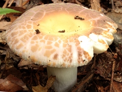 Russula crustosa